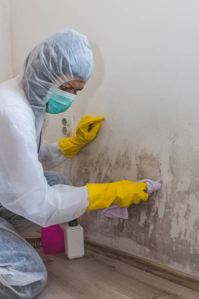 Mold Removal